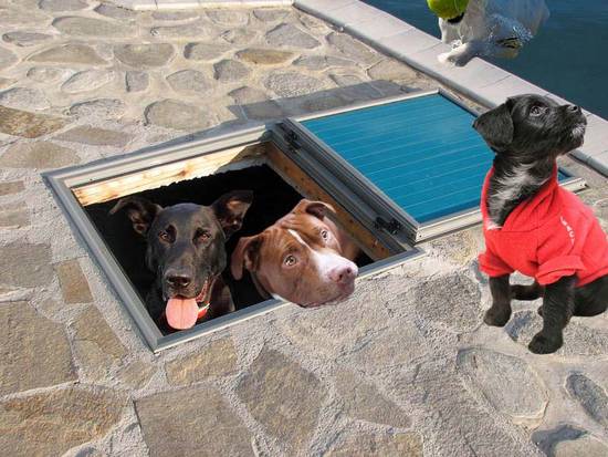 dog hatch