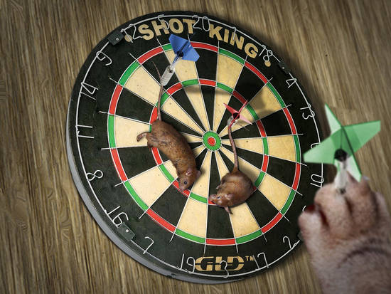 Cats Love Darts