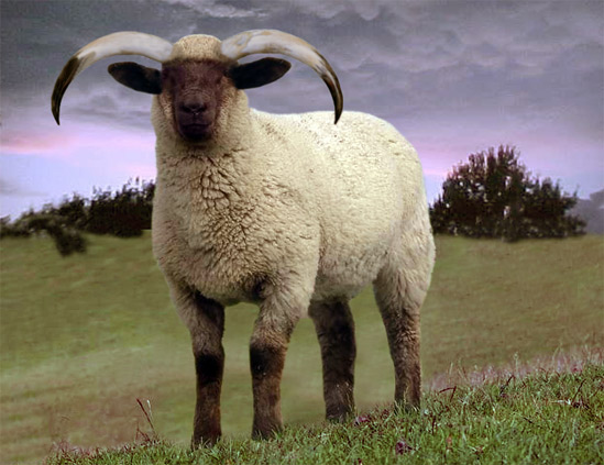 Prehistoric Sheep