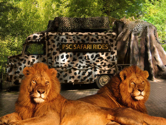 Safari Rides