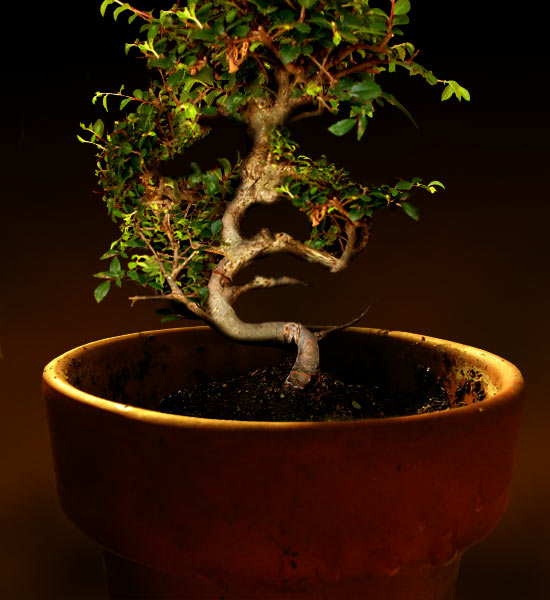 Bonsai Face