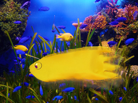 Yellow Fish