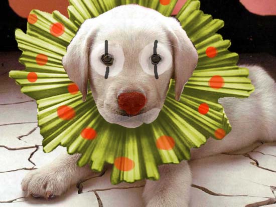 clown dog