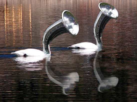 Trumpeter Swans