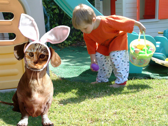 easterbunnydachshundcat