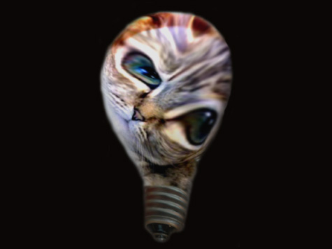 cat bulb