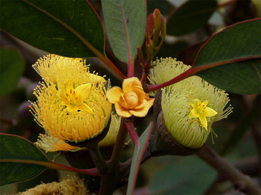 Gumnut Flowers