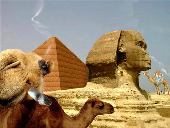 doped camel