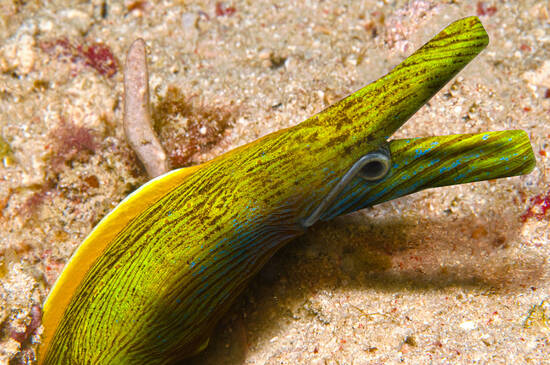 Elusive Clothespin Eel