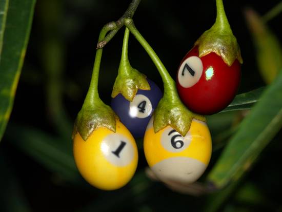 Pool Berries