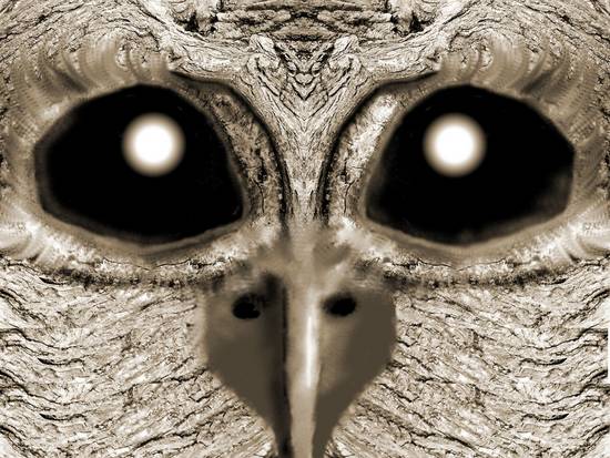 Owl Face