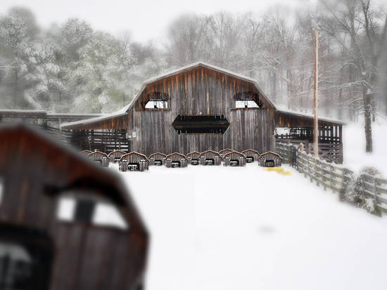 The Barn Family