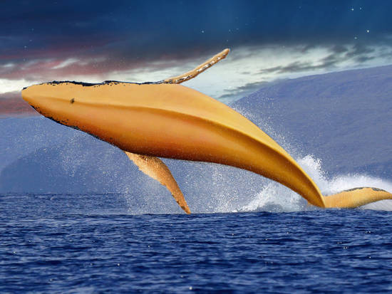 Yellow Whale