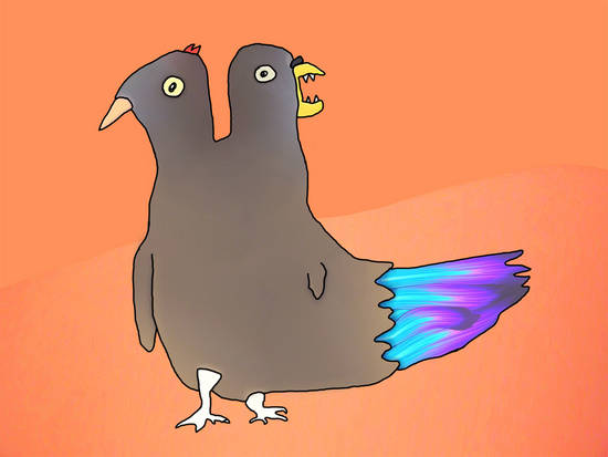 Double Headed Pigeon