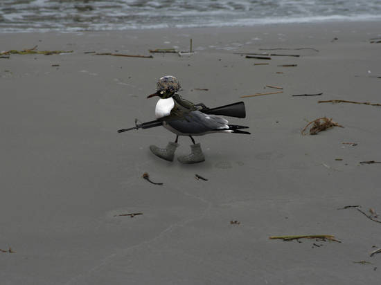 Navy Seagulls