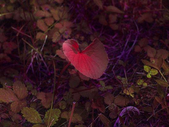 Halloween Leaf?