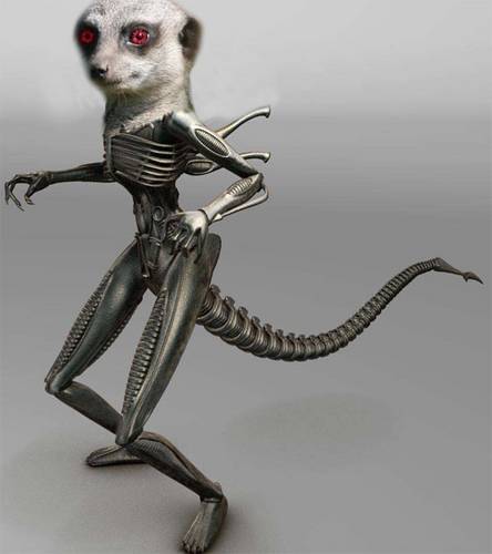 Alien Meerkat