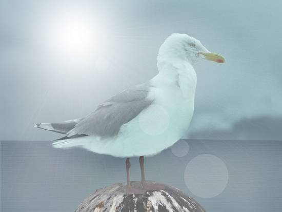 seagull on pier