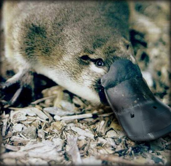 Platypus