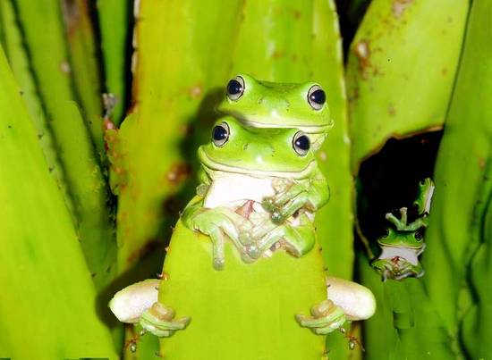 Frogs Family Photograph