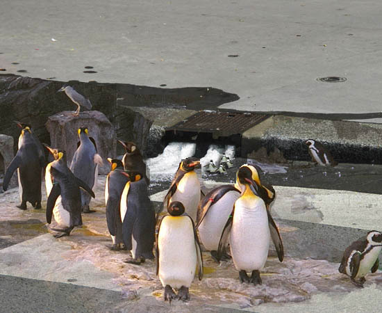 Penguin Puddle