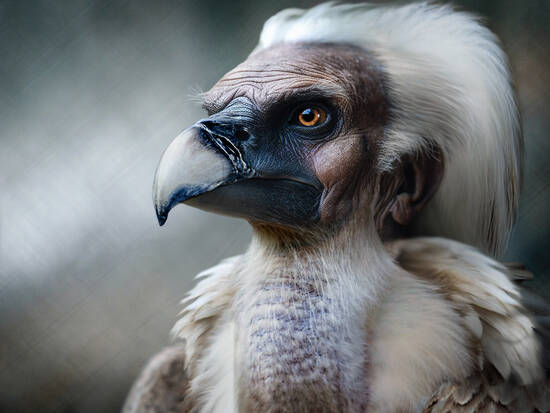 Chief White Vulture