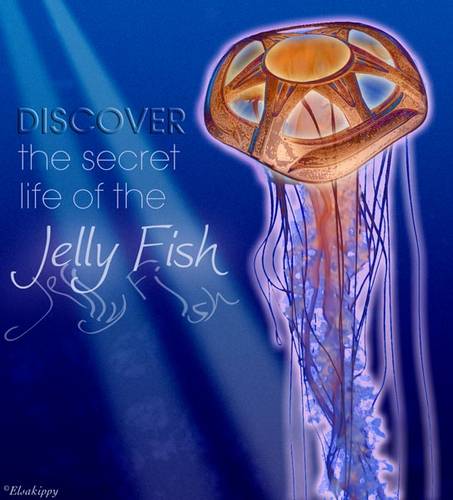 jelly fish