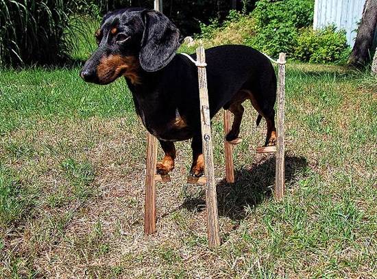 Doggie on Stilts 