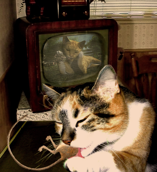 Educational TV for Pets