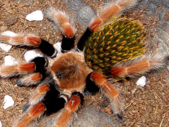 Tarantula