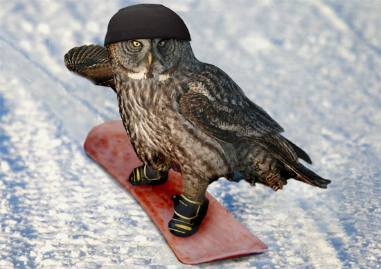 snowboarding owl