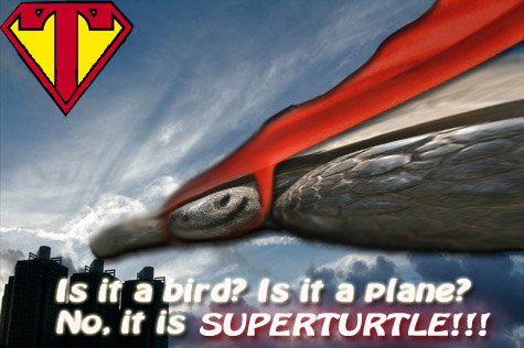 SuperTurtle!