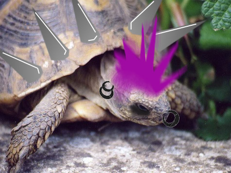 Turtle Punk-head