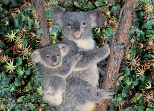 Koala bears