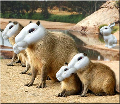 Capy Bara Family