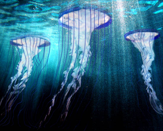  Jellyfish