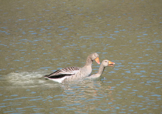 The Gallant Gander