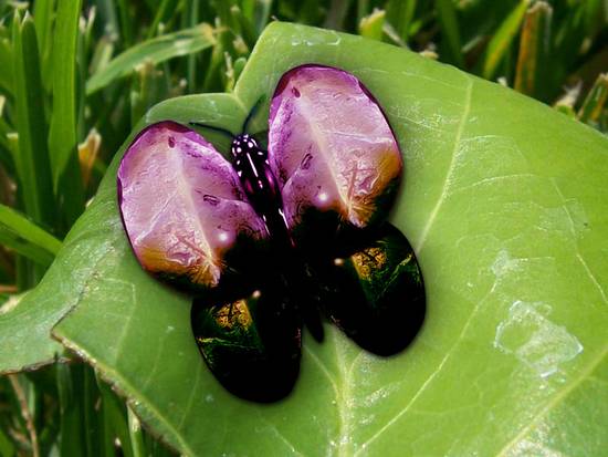 Waterdrop Butterfly