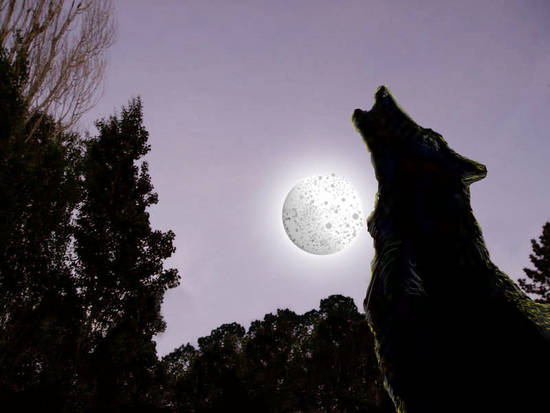 Howling at the Moon