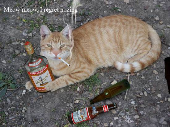 Party cat