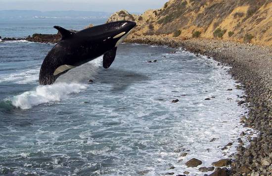 Jumping Whale