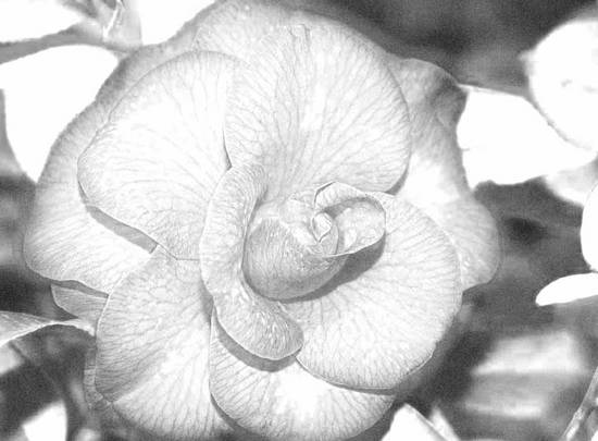 Infared Flower 