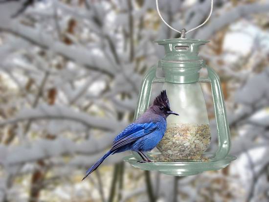 Bird feeder