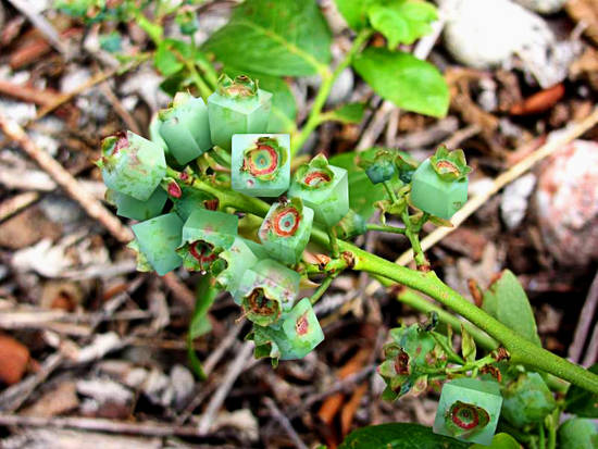 Blueberry Cubes