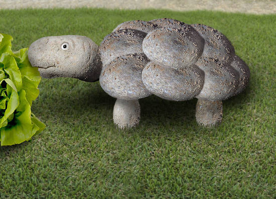 Tortoise