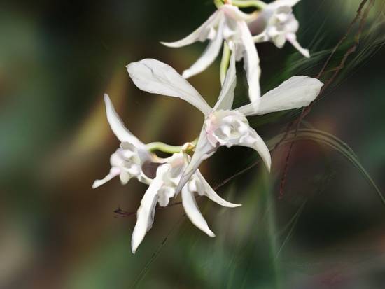 White orchids