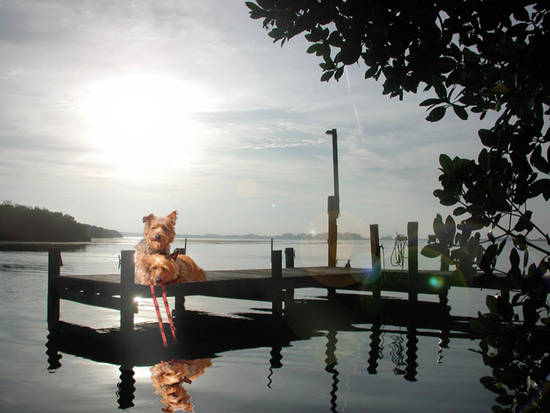 Laying on the dock