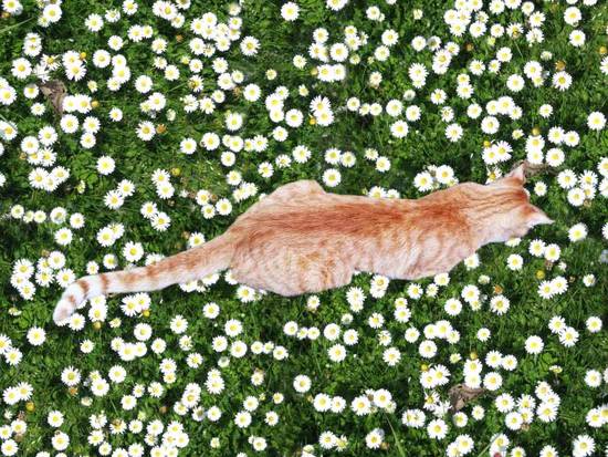 Kitty & Daisies