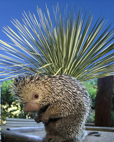 Porcuplant