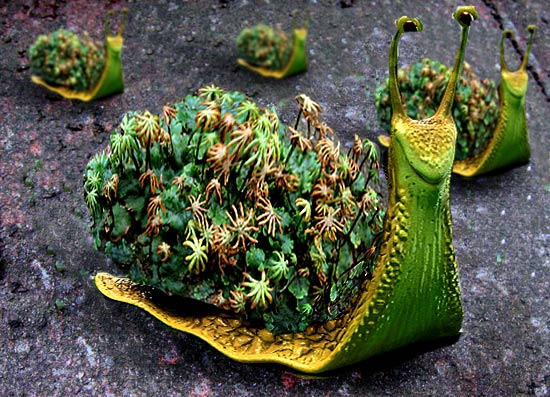 mossy snail